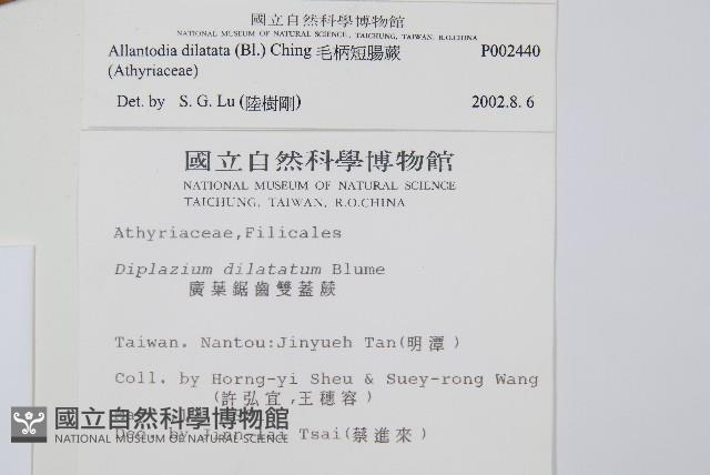 毛柄短腸蕨藏品圖，第2張