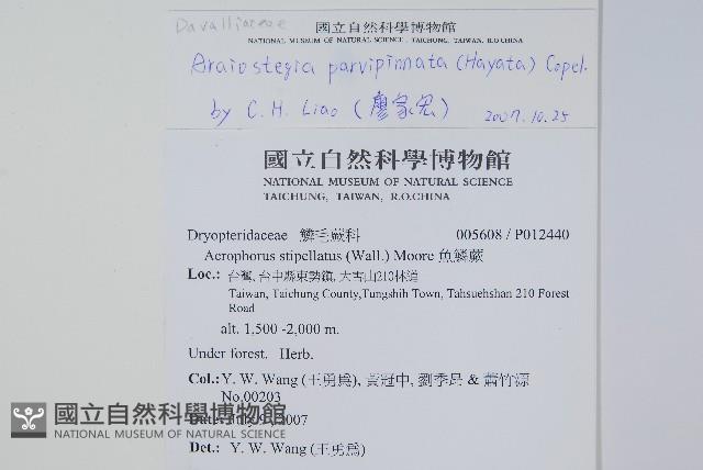 台灣小膜蓋蕨藏品圖，第5張