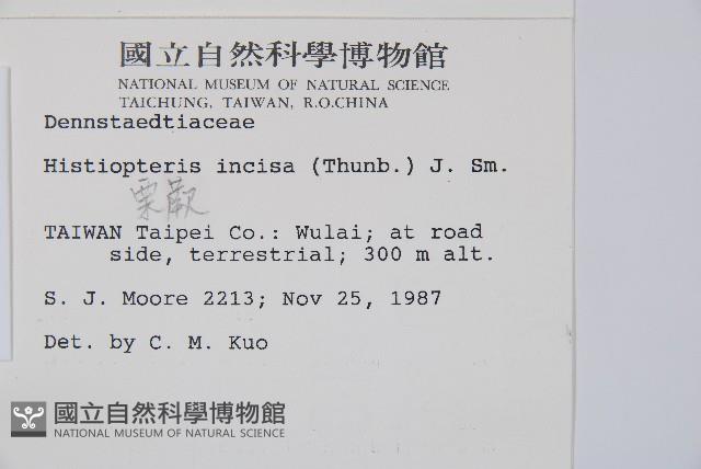 栗蕨藏品圖，第2張