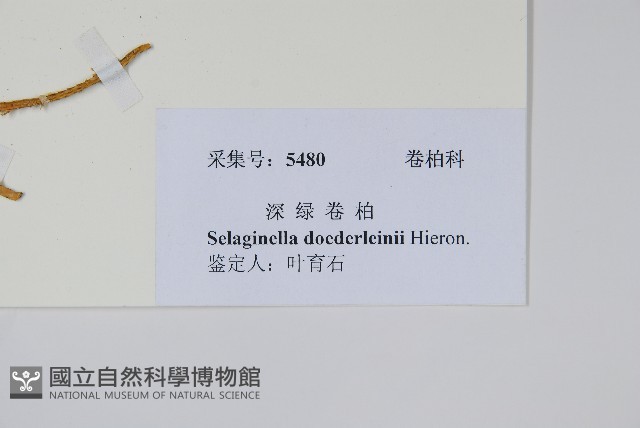 生根卷柏藏品圖，第2張