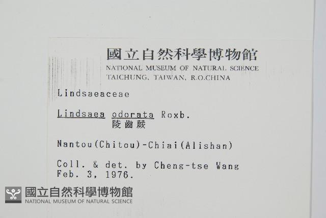 陵齒蕨、鱗始蕨藏品圖，第2張