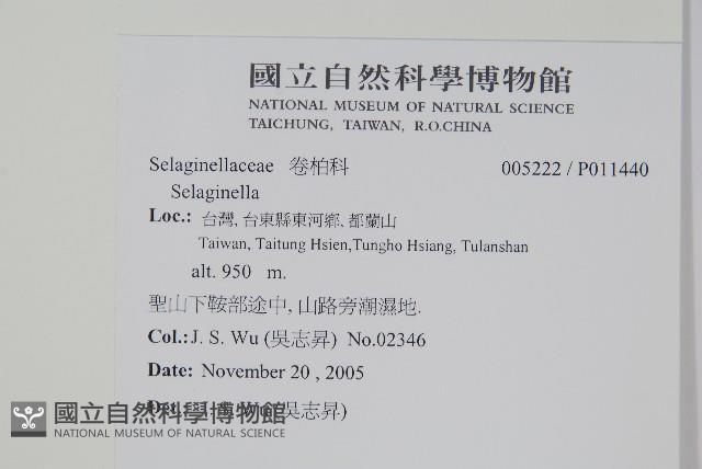 膜葉卷柏藏品圖，第2張