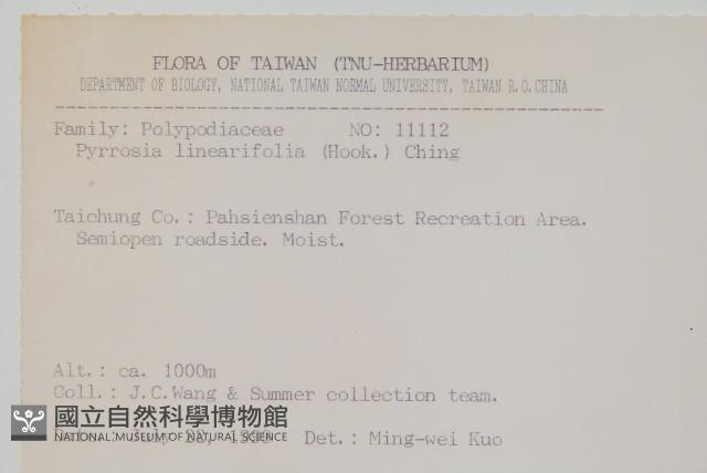 絨毛石葦藏品圖，第2張