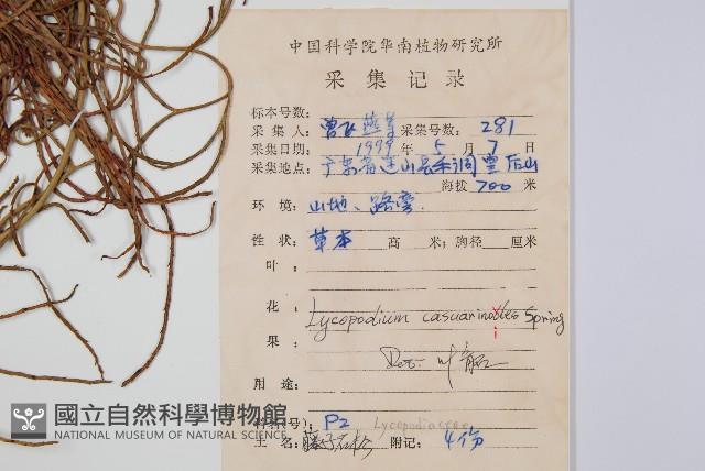 木賊葉石松藏品圖，第2張