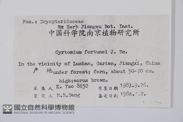 貫眾蕨藏品圖，第2張