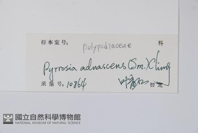 抱樹石葦藏品圖，第2張