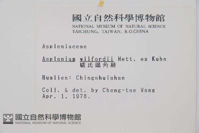 威氏鐵角蕨藏品圖，第2張