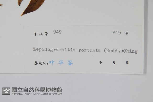 骨牌蕨藏品圖，第2張