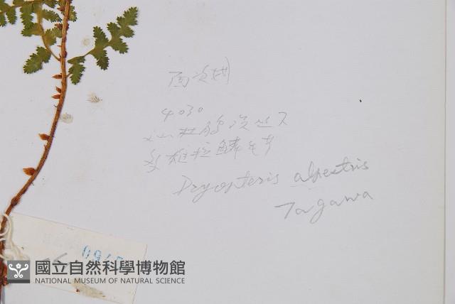 腺鱗毛蕨藏品圖，第2張