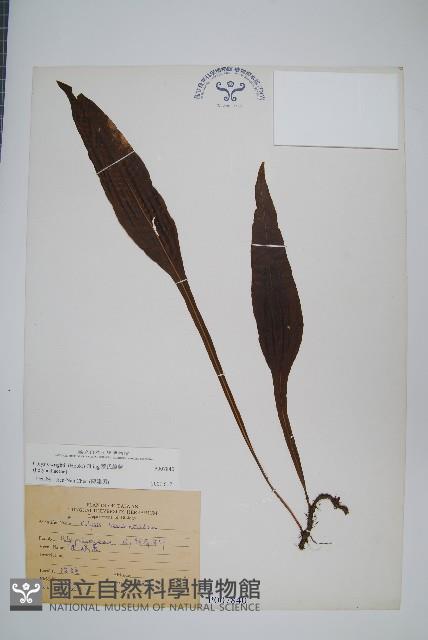 萊氏線蕨藏品圖，第1張