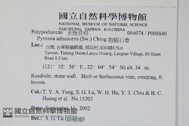 抱樹石葦藏品圖，第2張