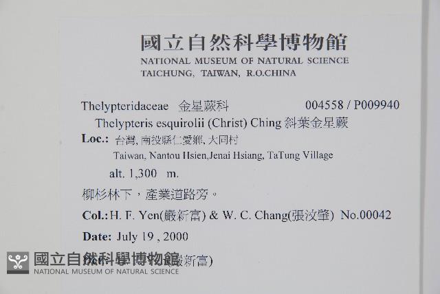 斜葉金星蕨藏品圖，第2張