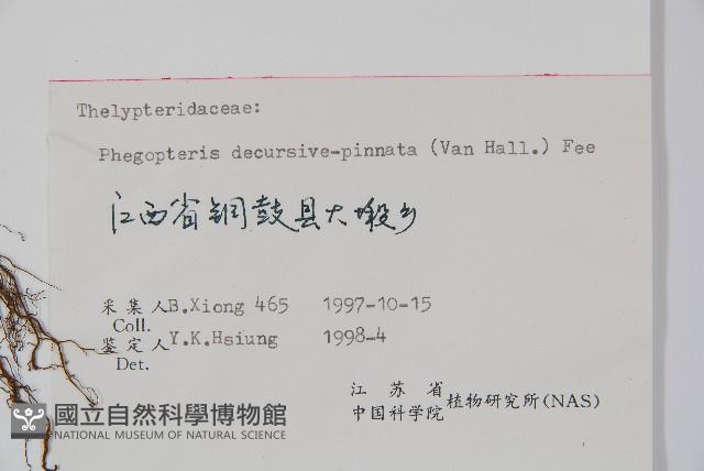 翅軸假金星蕨、短柄卵果蕨藏品圖，第2張