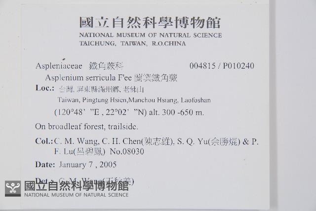 蘭嶼鐵角蕨藏品圖，第2張