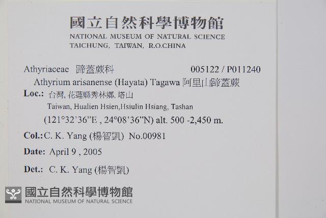 阿里山蹄蓋蕨藏品圖，第2張