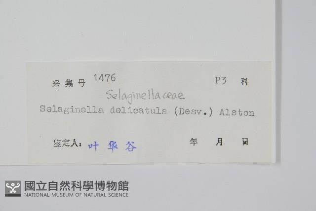 全緣卷柏藏品圖，第2張