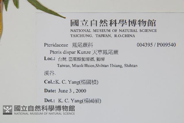 天草鳳尾蕨藏品圖，第2張