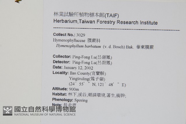 華東膜蕨藏品圖，第2張