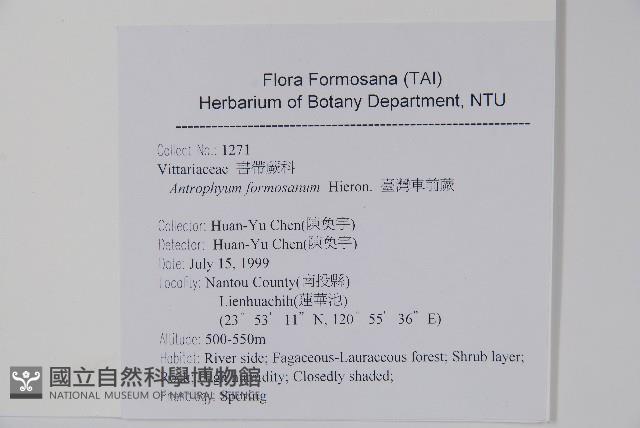 臺灣車前蕨藏品圖，第2張