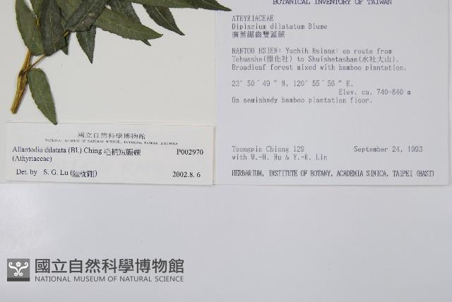 毛柄短腸蕨藏品圖，第2張