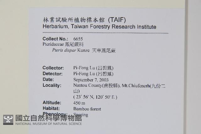 天草鳳尾蕨藏品圖，第2張