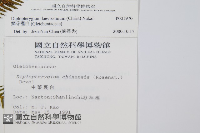 鱗芽裡白藏品圖，第2張