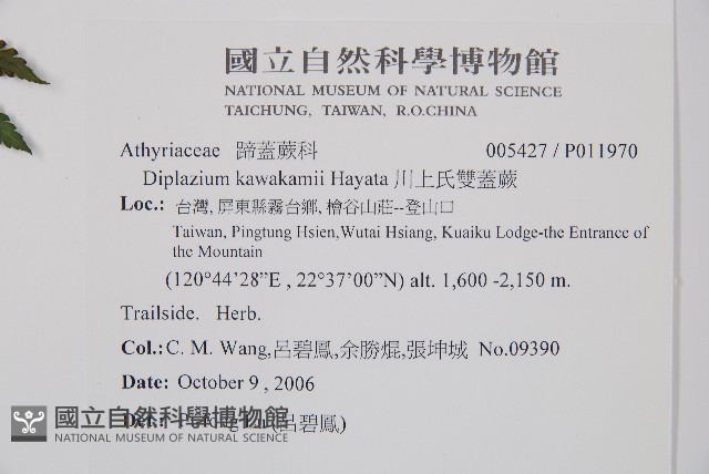 川上氏雙蓋蕨藏品圖，第2張
