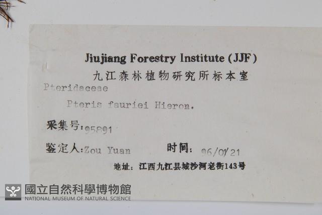 傅氏鳳尾蕨藏品圖，第2張