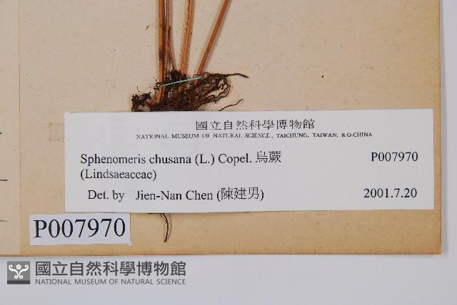 烏蕨藏品圖，第2張