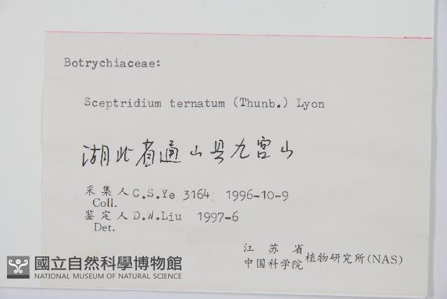 陰地蕨藏品圖，第1張