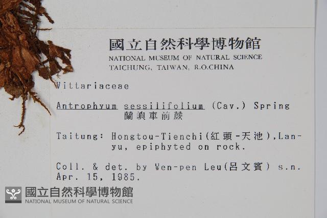 蘭嶼車前蕨藏品圖，第2張