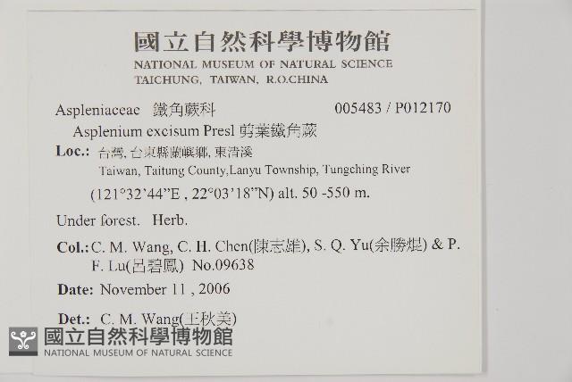 剪葉鐵角蕨藏品圖，第2張