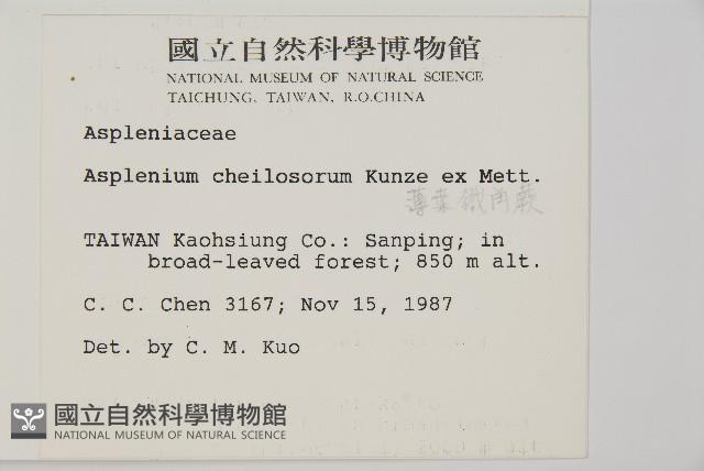 薄葉孔雀鐵角蕨、邊孢鐵角蕨藏品圖，第2張