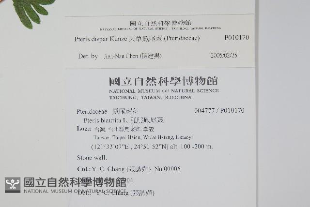 天草鳳尾蕨藏品圖，第2張