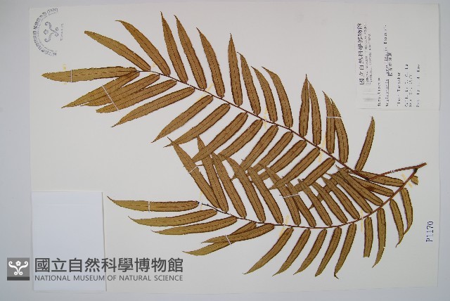 觀音座蓮藏品圖，第1張