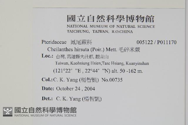 毛碎米蕨藏品圖，第2張