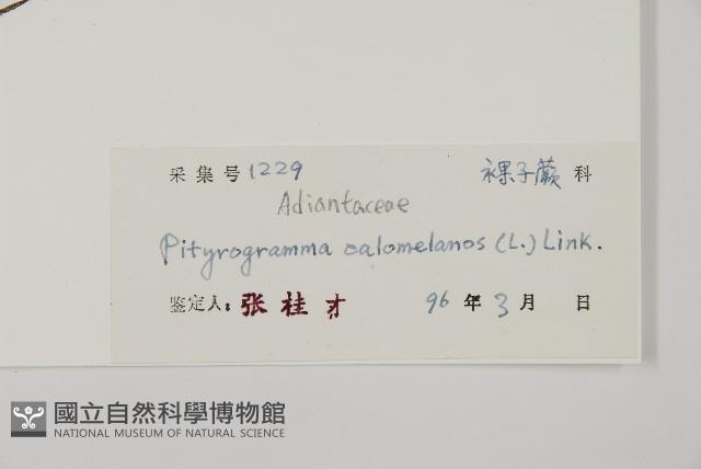 粉葉蕨藏品圖，第2張