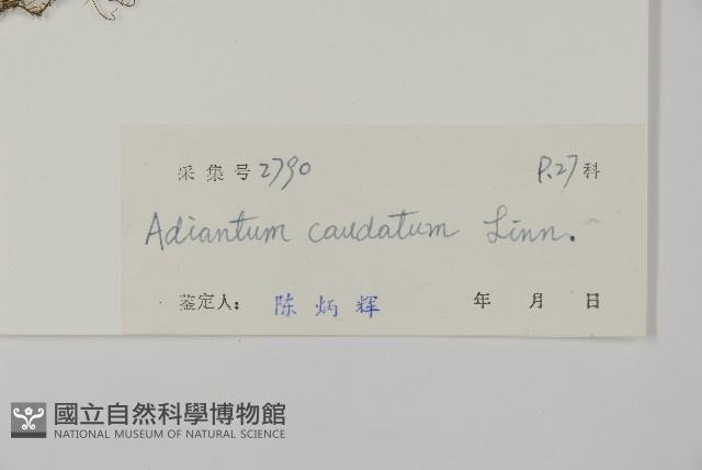 鞭葉鐵線蕨藏品圖，第2張