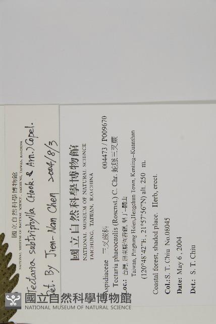 三叉蕨藏品圖，第2張