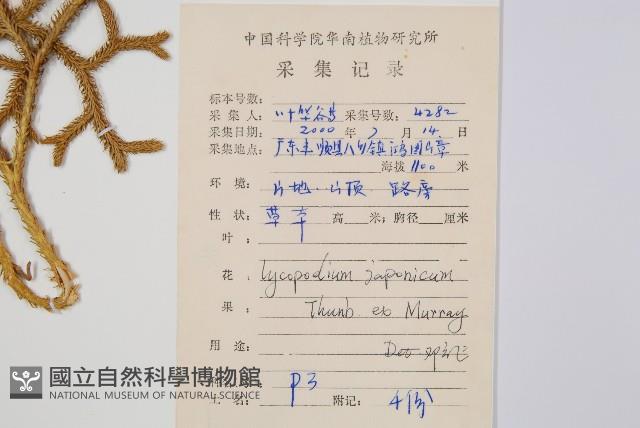 日本石松藏品圖，第2張