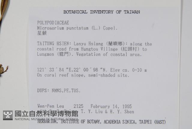 星蕨藏品圖，第2張