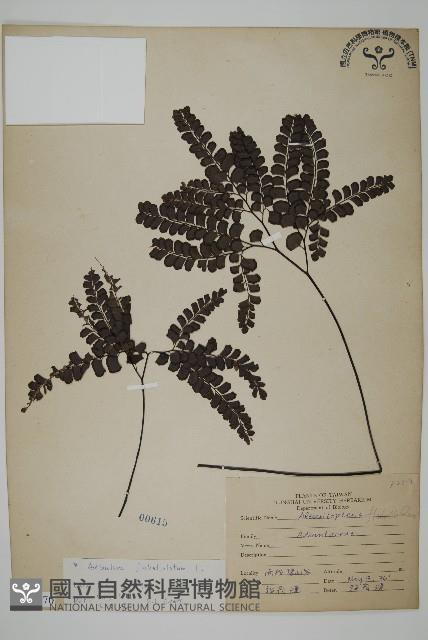 扇葉鐵線蕨藏品圖，第1張