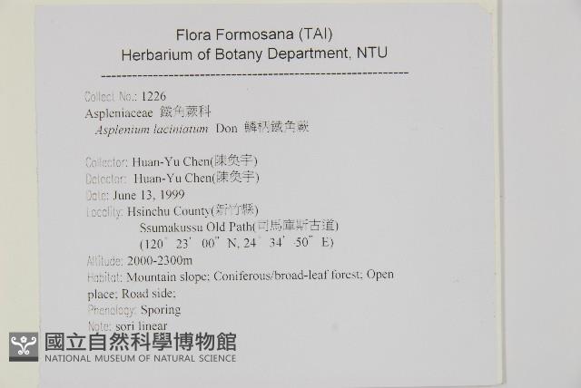 鱗柄鐵角蕨藏品圖，第2張