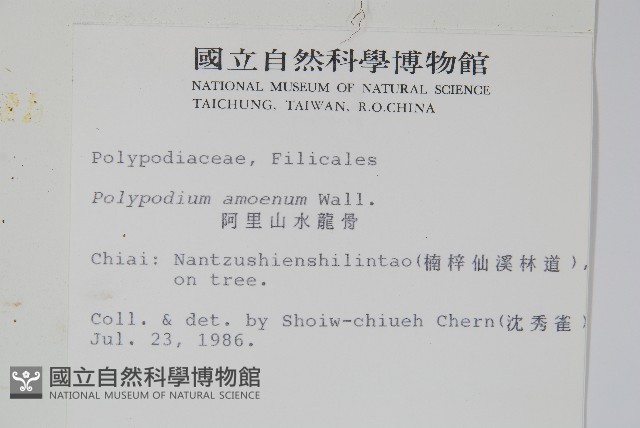 阿里山水龍骨藏品圖，第2張