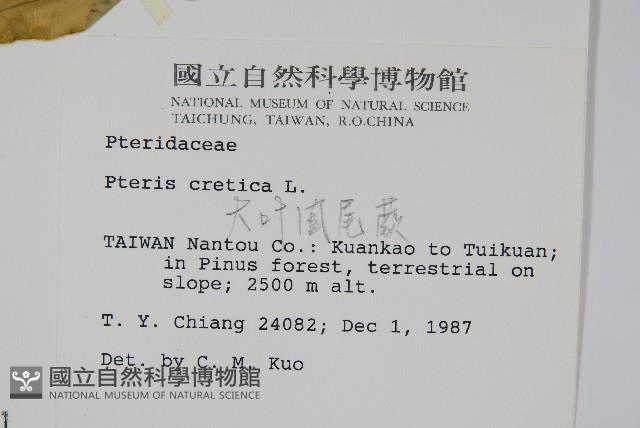 大葉鳳尾蕨藏品圖，第2張