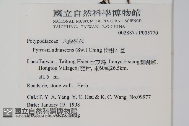 抱樹石葦藏品圖，第2張