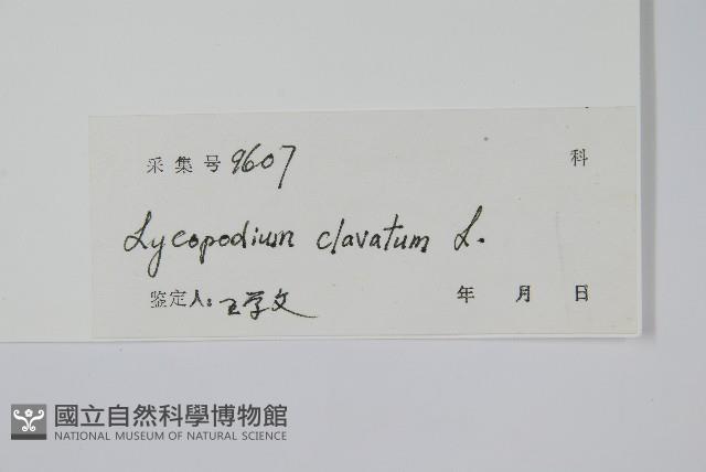 石松藏品圖，第2張