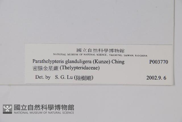 密腺副金星蕨藏品圖，第2張