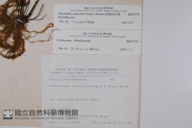 長柄粉背蕨藏品圖，第2張