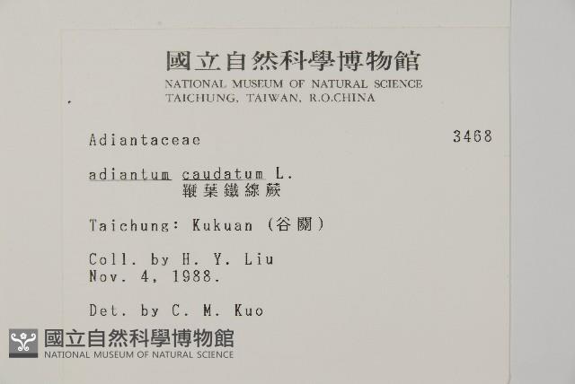 鞭葉鐵線蕨藏品圖，第2張